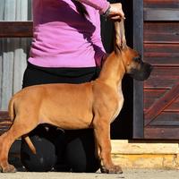 Alano cucciolo maschio