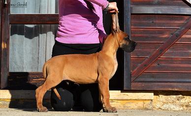 Alano cucciolo maschio