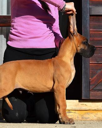 Alano cucciolo maschio