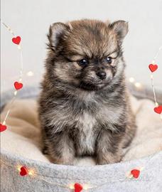 Cuccioli di Maltipoo 50 giorni