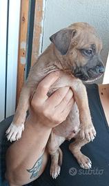 Pitbull cuccioli