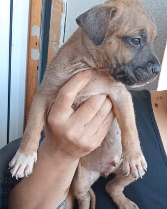 Pitbull cuccioli