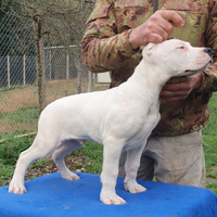Dogo argentino cuccioli