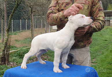 Dogo argentino cuccioli