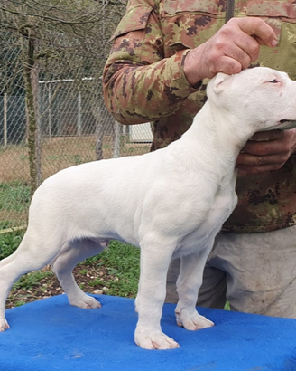 Dogo argentino cuccioli