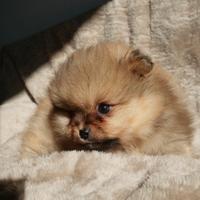 Spitz nano tedesco (volpino di Pomerania) maschio