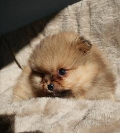 Spitz nano tedesco (volpino di Pomerania) maschio