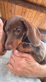 Cuccioli di bassotto