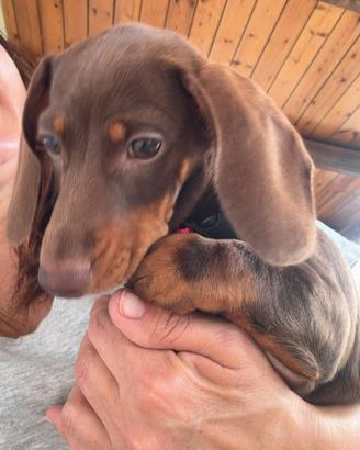 Cuccioli di bassotto