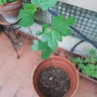 Albero da frutto Fico