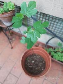 Albero da frutto Fico