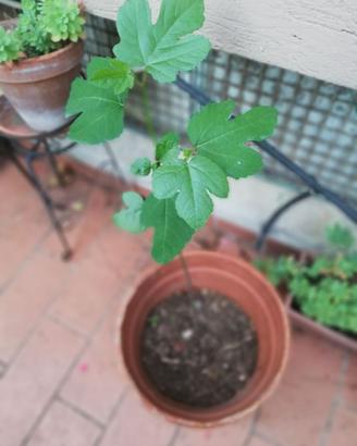 Albero da frutto Fico