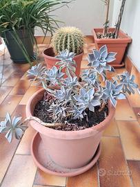 Graptopetalum pianta grassa