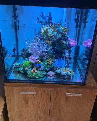 Reef artificiale barriera  acquario dolce o marino