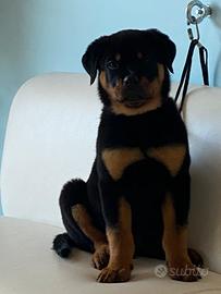 Rottweiler femmina