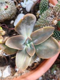 piante mix succulente aloe echeveria 
