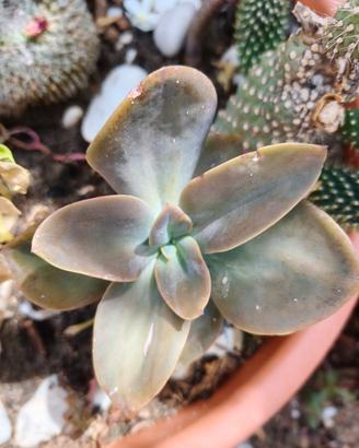 piante mix succulente aloe echeveria 