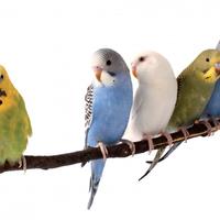 Cocorite colori assortiti 2025