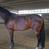 Cavallo dressage