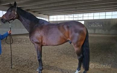 Cavallo dressage