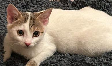 Lena gattina 3 mesi