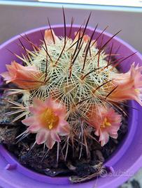 Mammillaria Microhelia +omaggio