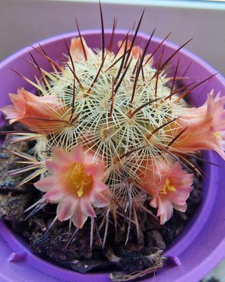 Mammillaria Microhelia +omaggio
