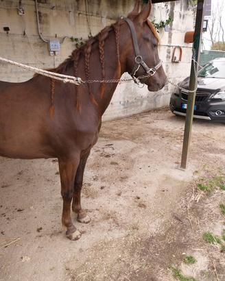 Puledro castrone