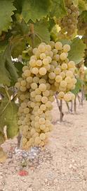 uva da tavola trebbiano