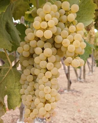 uva da tavola trebbiano