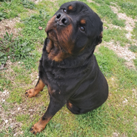 R.e.g.a.l.o rottweiler