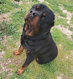 R.e.g.a.l.o rottweiler