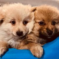 Spitz 2 mesi ( solo cuccioli italiani)