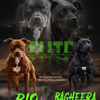 Cuccioli American Pitbull Terrier Ukc/Adba