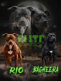 Cuccioli American Pitbull Terrier Ukc/Adba