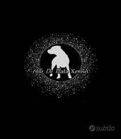 Cuccioli di Dogo Argentino