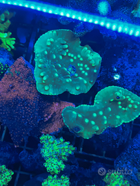 Talee SPS, LPS, molli e zoanthus