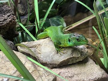 Lacerta bilineata/ viridis rettili, sauri