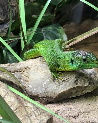 Lacerta bilineata/ viridis rettili, sauri