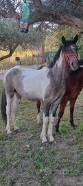 Cavallo / super colorazione