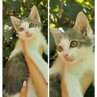 Tanti gattini in adozione