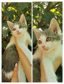 Tanti gattini in adozione