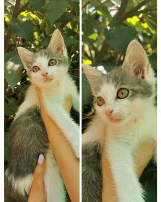 Tanti gattini in adozione