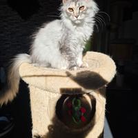 Maine coon femmina