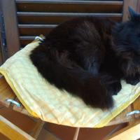 Amaca rivoluzionaria/cuccia/confort animali gatti