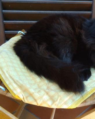 Amaca rivoluzionaria/cuccia/confort animali gatti