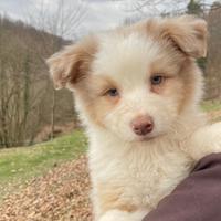 Aussie australian shepherd