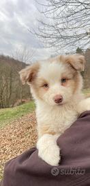Aussie australian shepherd