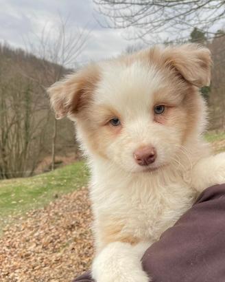 Aussie australian shepherd