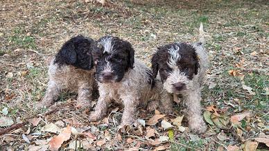 Lagotto romagnolo 